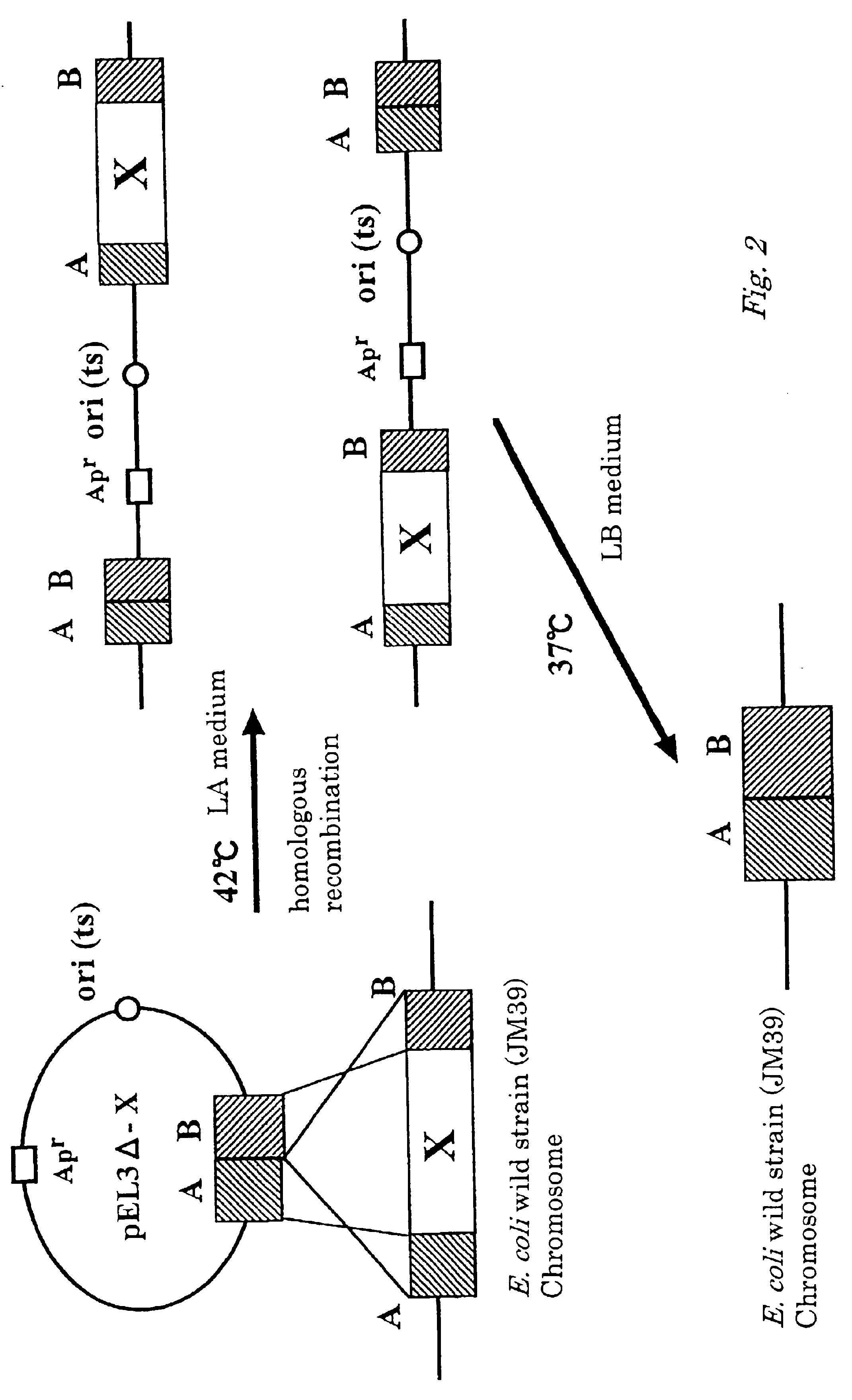 L-cysteine producing bacterium and method for producing L-cysteine