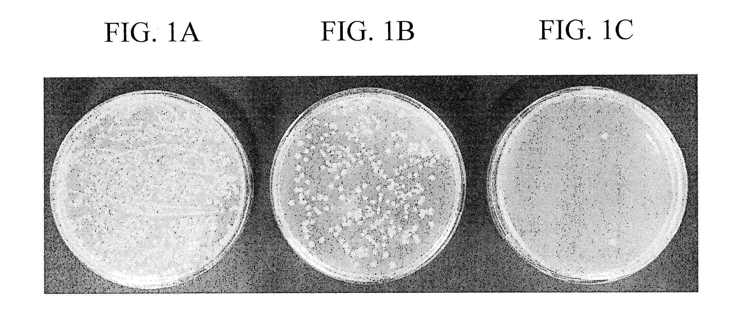 Disinfecting composition for removable dental appliances