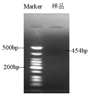 Nest polymerase chain reaction (PCR) detecting method of transgenic crop cauliflower mosaic virus