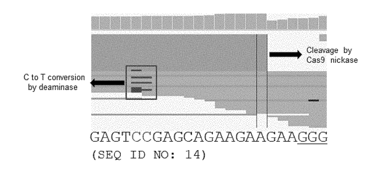 Method of identifying genome-wide off-target sites of base editors by detecting single strand breaks in genomic DNA