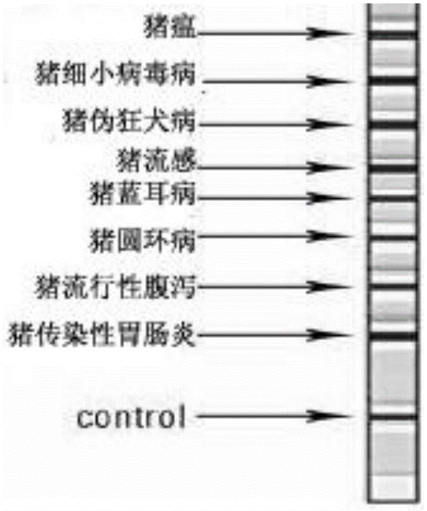 Kit for simultaneously detecting eight pig disease related antibodies and use method of kit