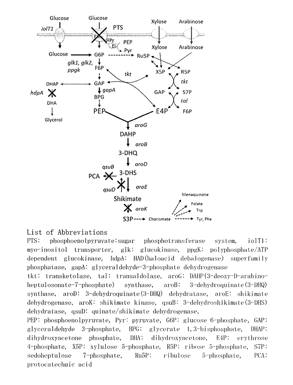 Coryneform bacterium transformant and process for producing organic compound using the same