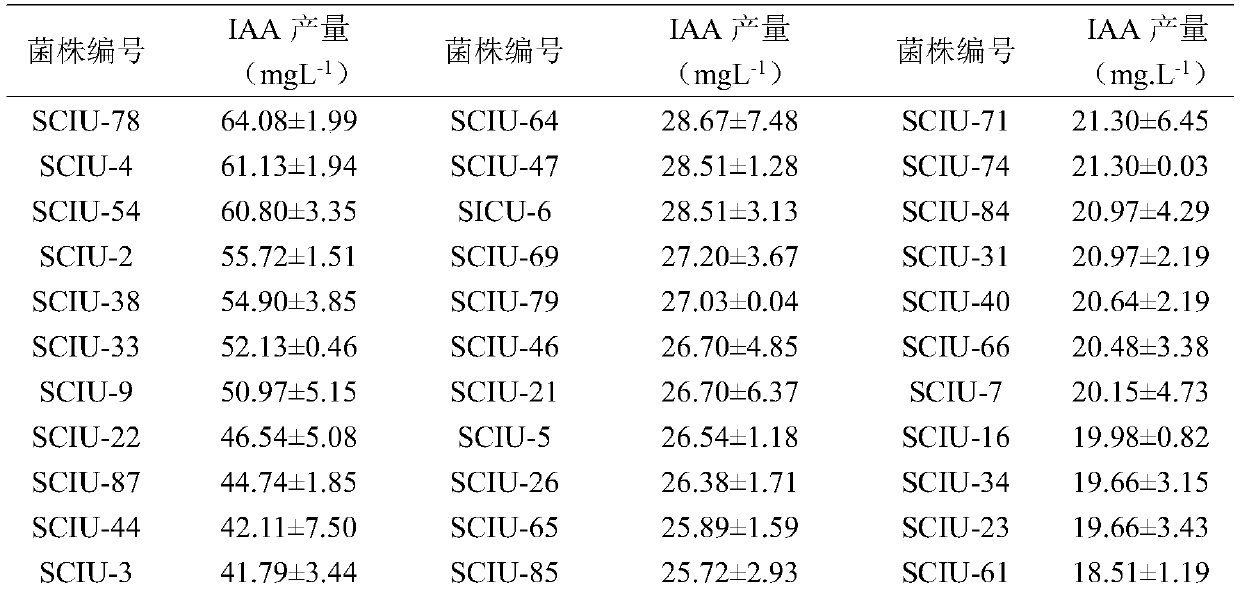 Aspergillus niger SICU-33 capable of promoting plant growth and application thereof