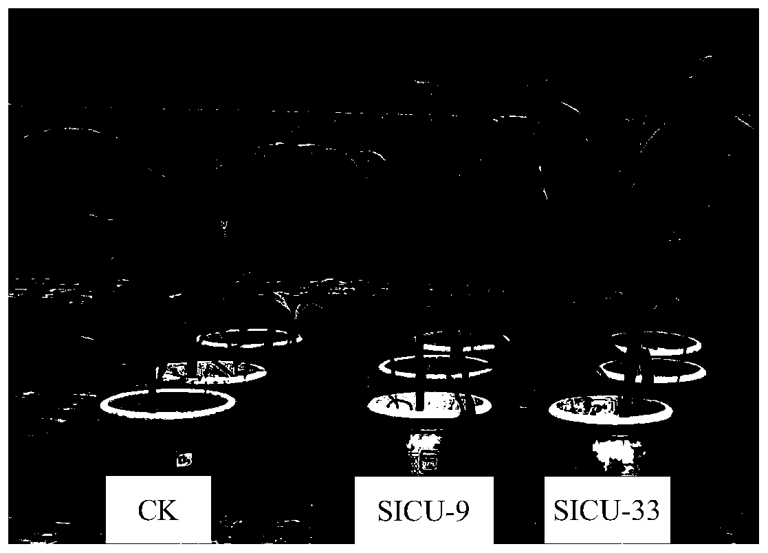 Aspergillus niger SICU-33 capable of promoting plant growth and application thereof