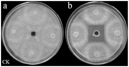 Application of burkholderia ubonensis JD03 and fermentation broth thereof and active compound in preparation of products for preventing and controlling saprolegniasis