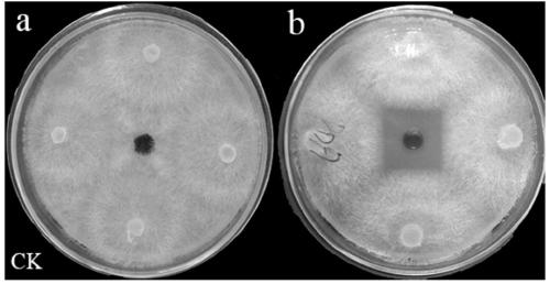 Application of burkholderia ubonensis JD03 and fermentation broth thereof and active compound in preparation of products for preventing and controlling saprolegniasis