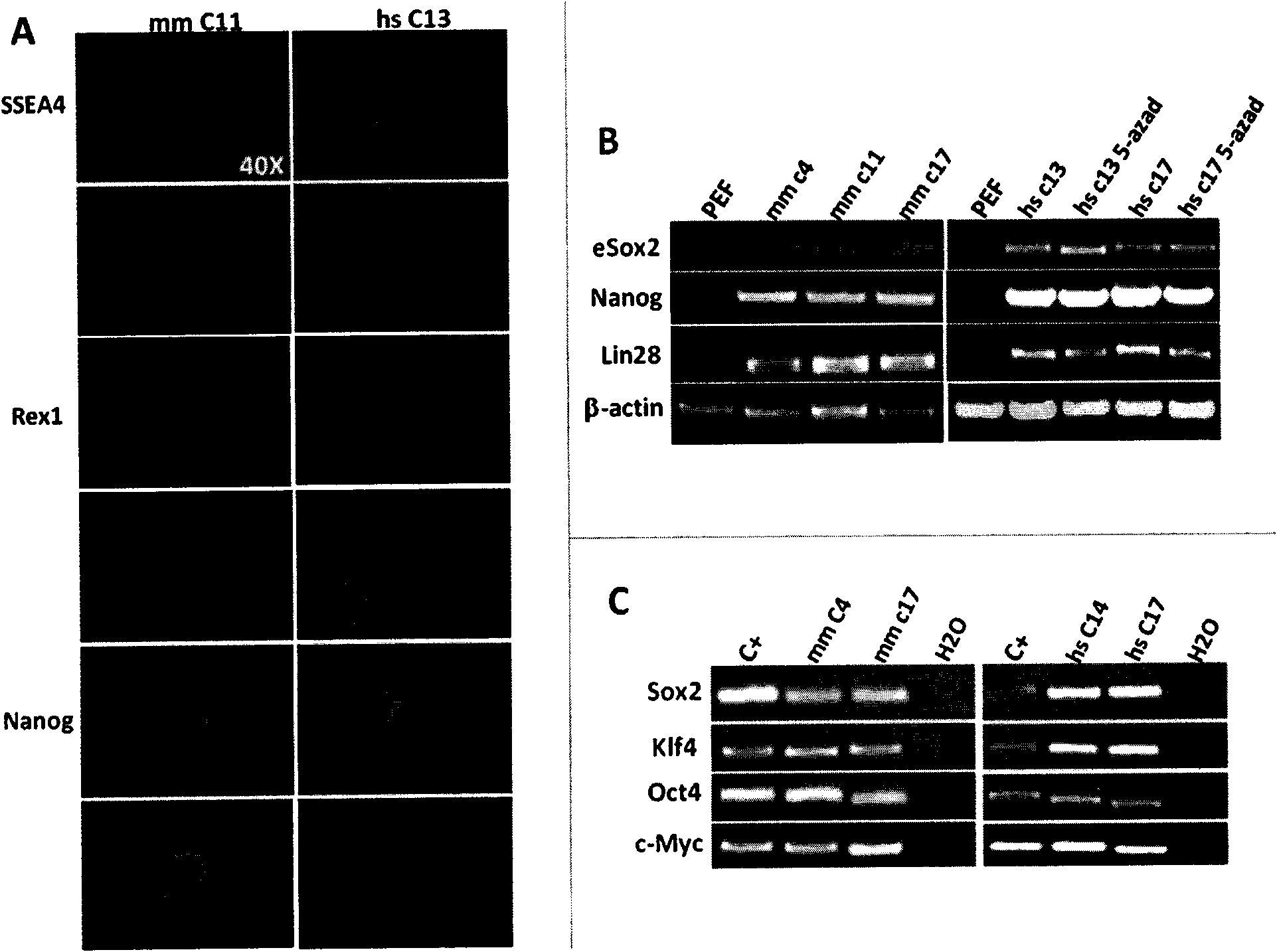 Method for generating and inducing pluripotent stem cells by using pig fibroblasts