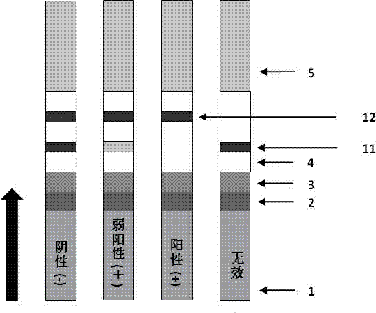 Signal-enhancement type immunochromatographic gold-labeled test strip and preparation method thereof