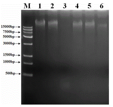 Kit and method for rapidly extracting plant genome DNA