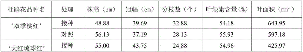 Cultivation medium special for rhododendron container seedlings and cultivation method thereof