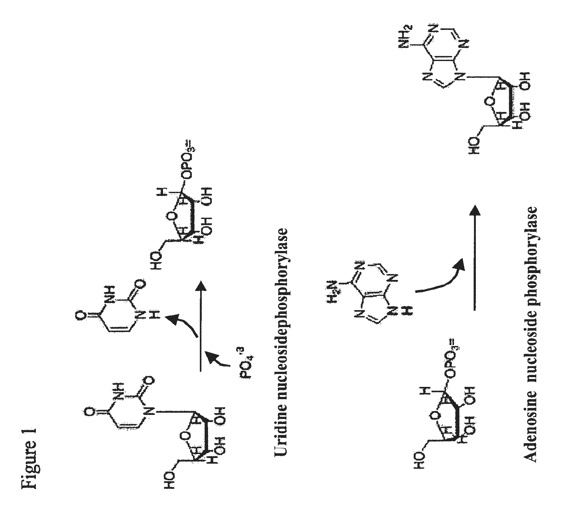 Thermostable biocatalyst combination for nucleoside synthesis