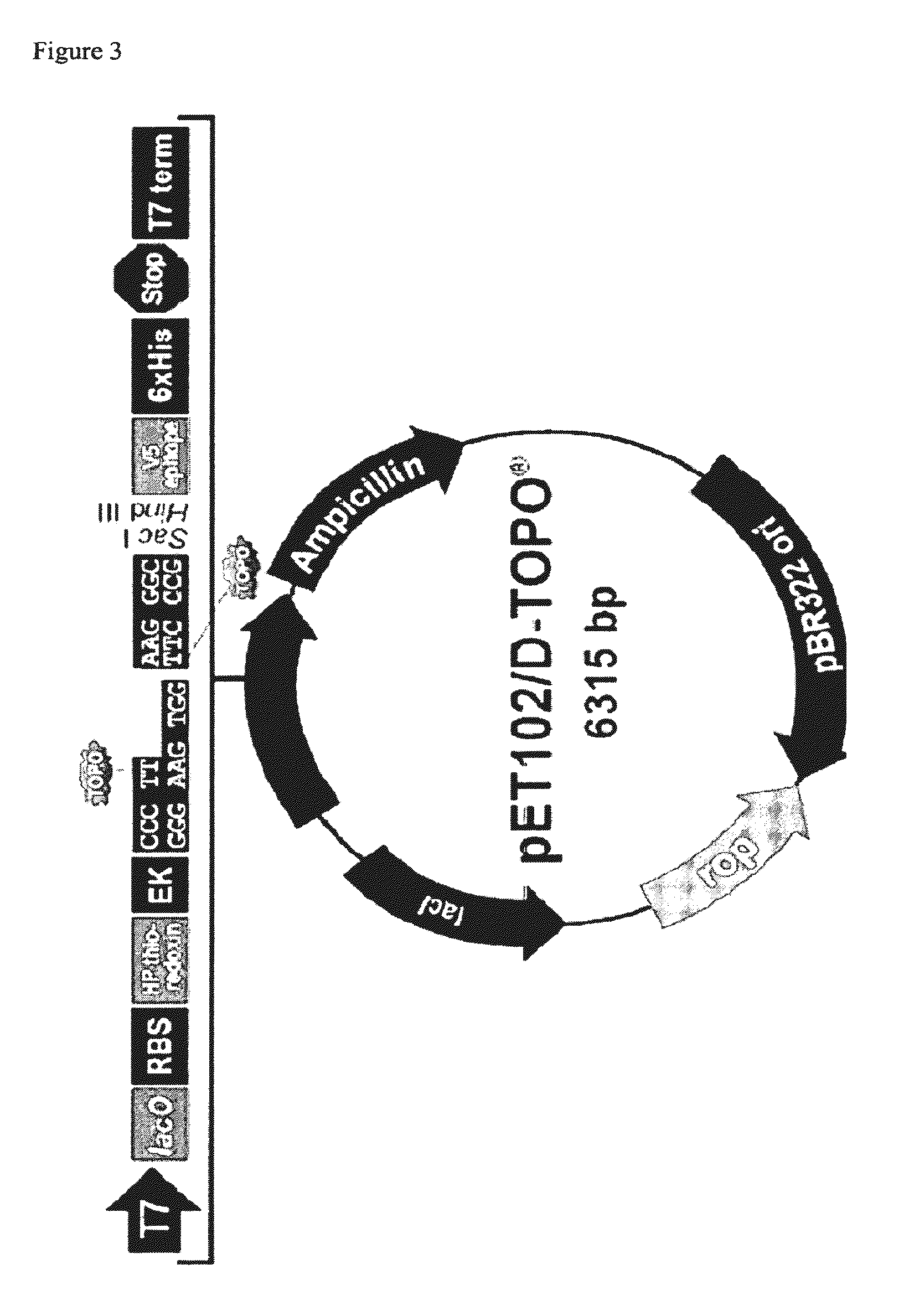 Thermostable biocatalyst combination for nucleoside synthesis