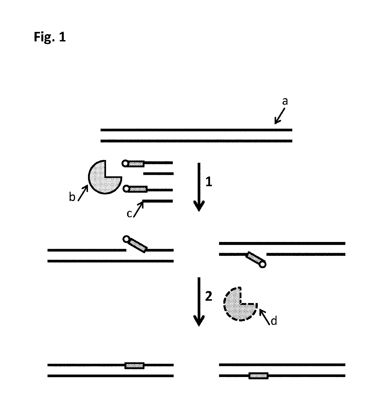 Polynucleotide modification methods