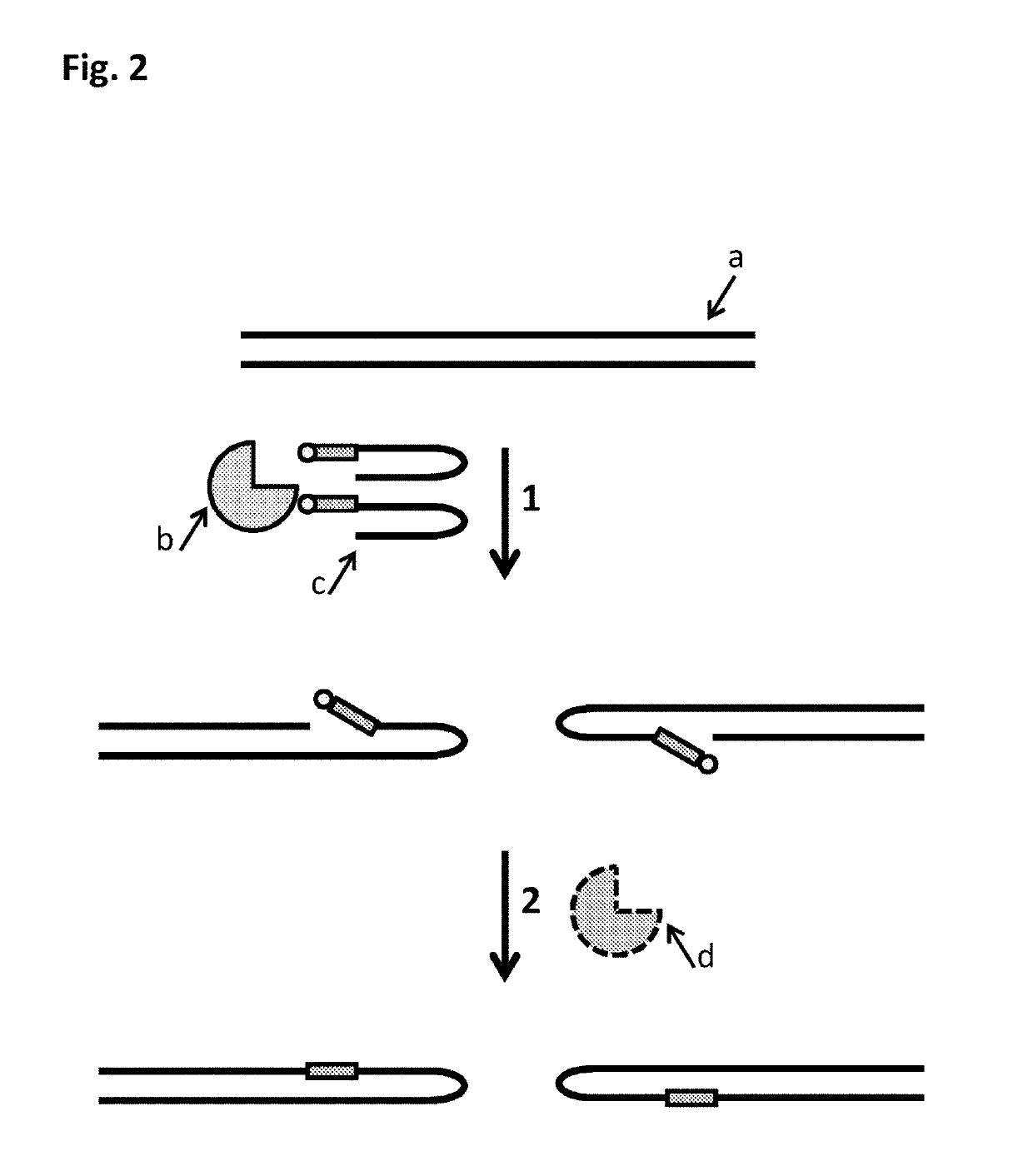 Polynucleotide modification methods