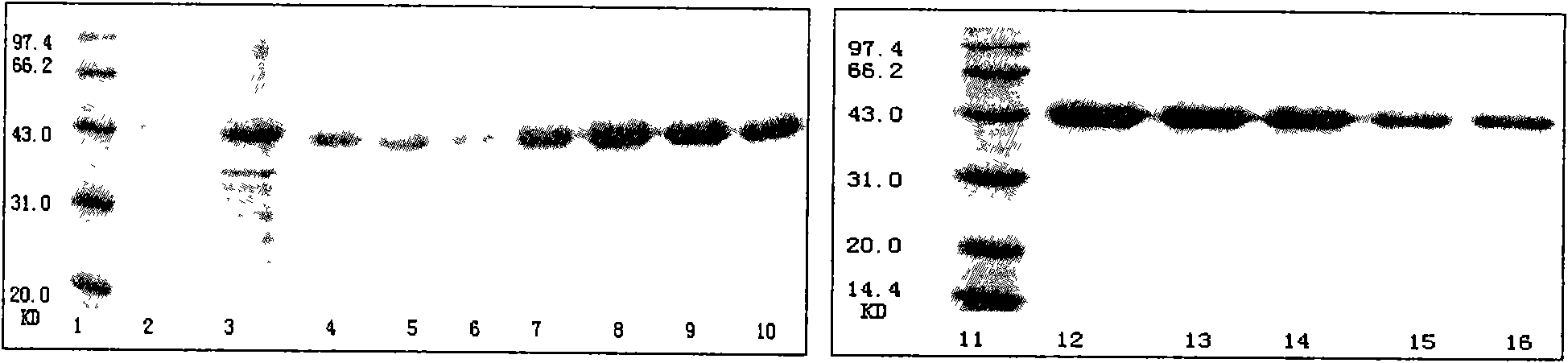 Specific binding protein and application thereof