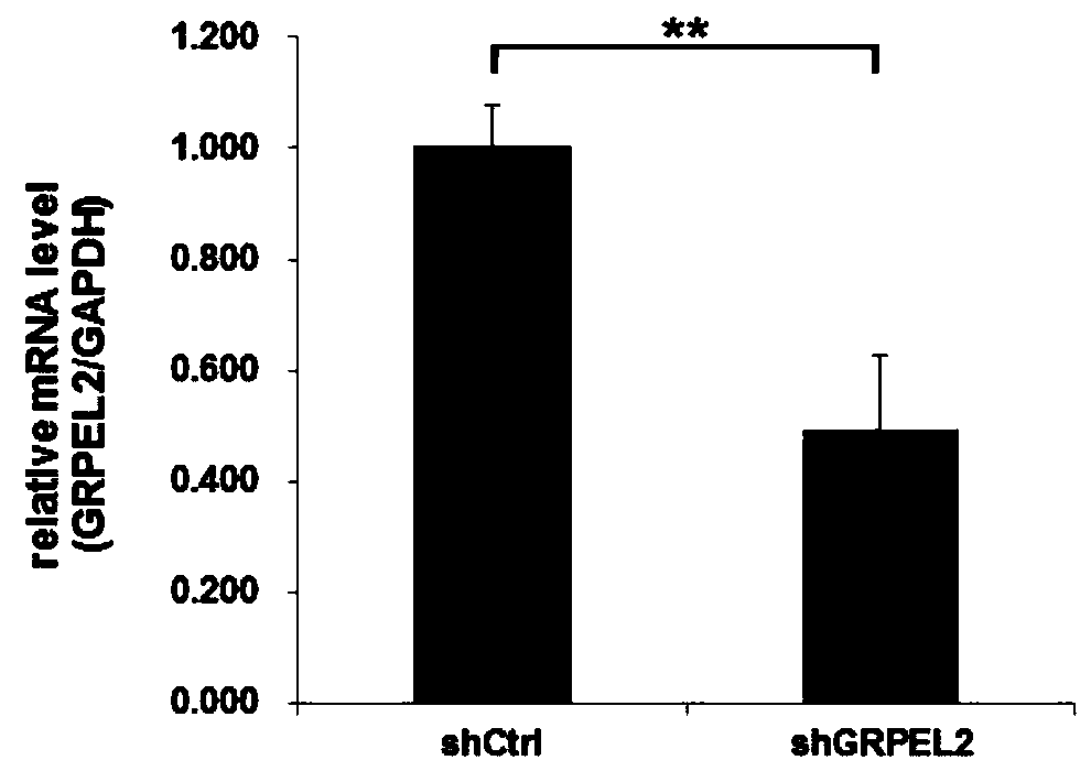 Application of human GRPEL2 gene and relevant product