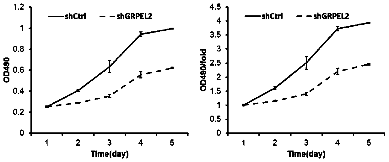 Application of human GRPEL2 gene and relevant product