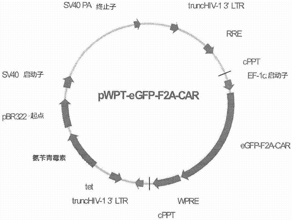 Nucleic acid encoding chimeric antigen receptor protein and t lymphocyte expressing chimeric antigen receptor protein