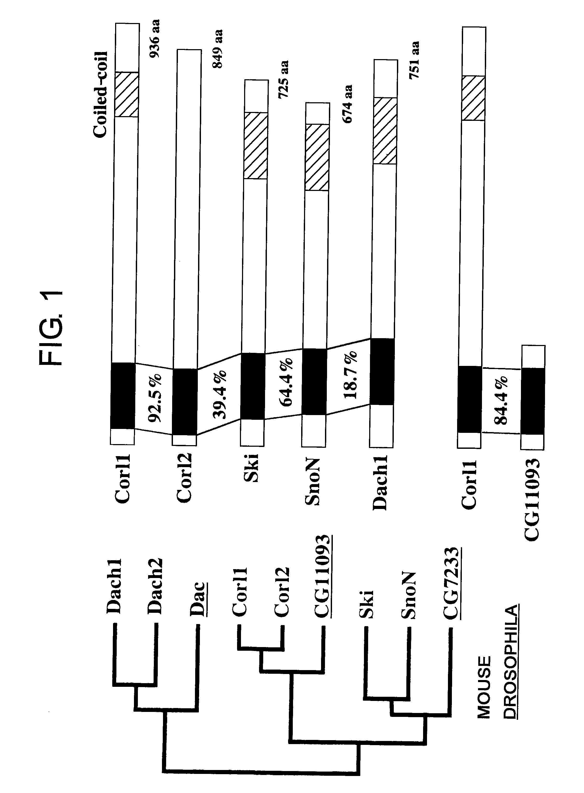 Methods of Distinguishing Types of Spinal Neurons Using Corl1 Gene as an Indicator