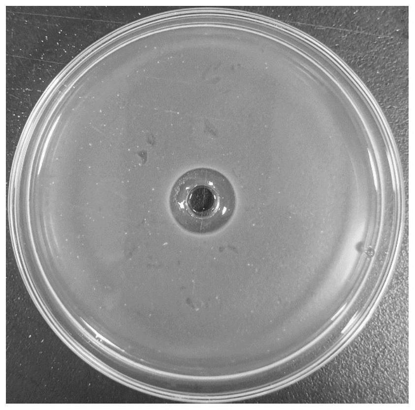 Antibacterial peptide YHX-4 and application thereof