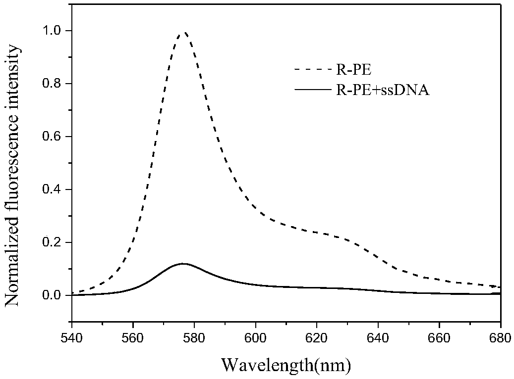 Method for detecting DNA hybridization by surface cationized R-phycoerythrin