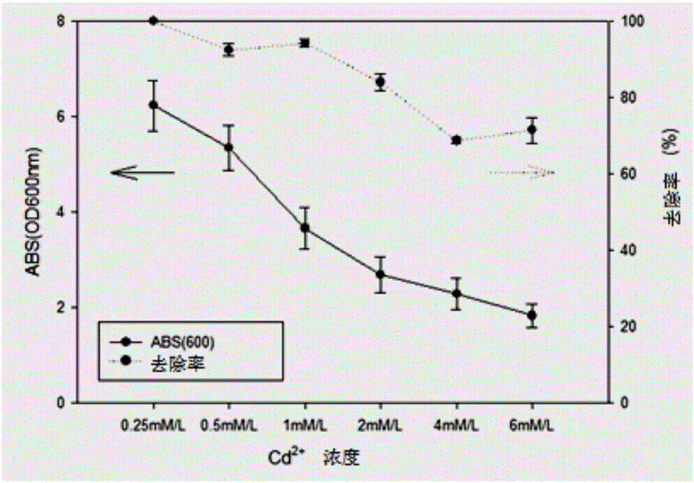 Achromobacter for heavy metal cadmium pollution treatment and application thereof