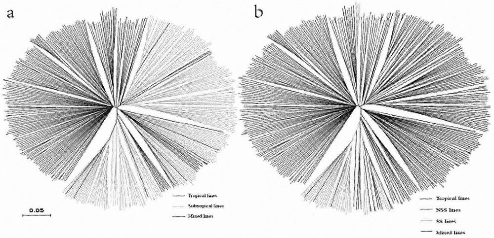 A kind of whole genome snp chip of corn and its application