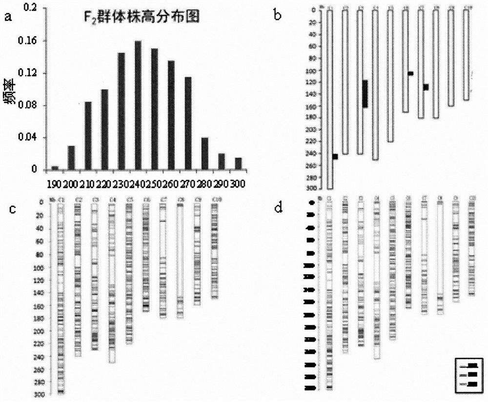 A kind of whole genome snp chip of corn and its application