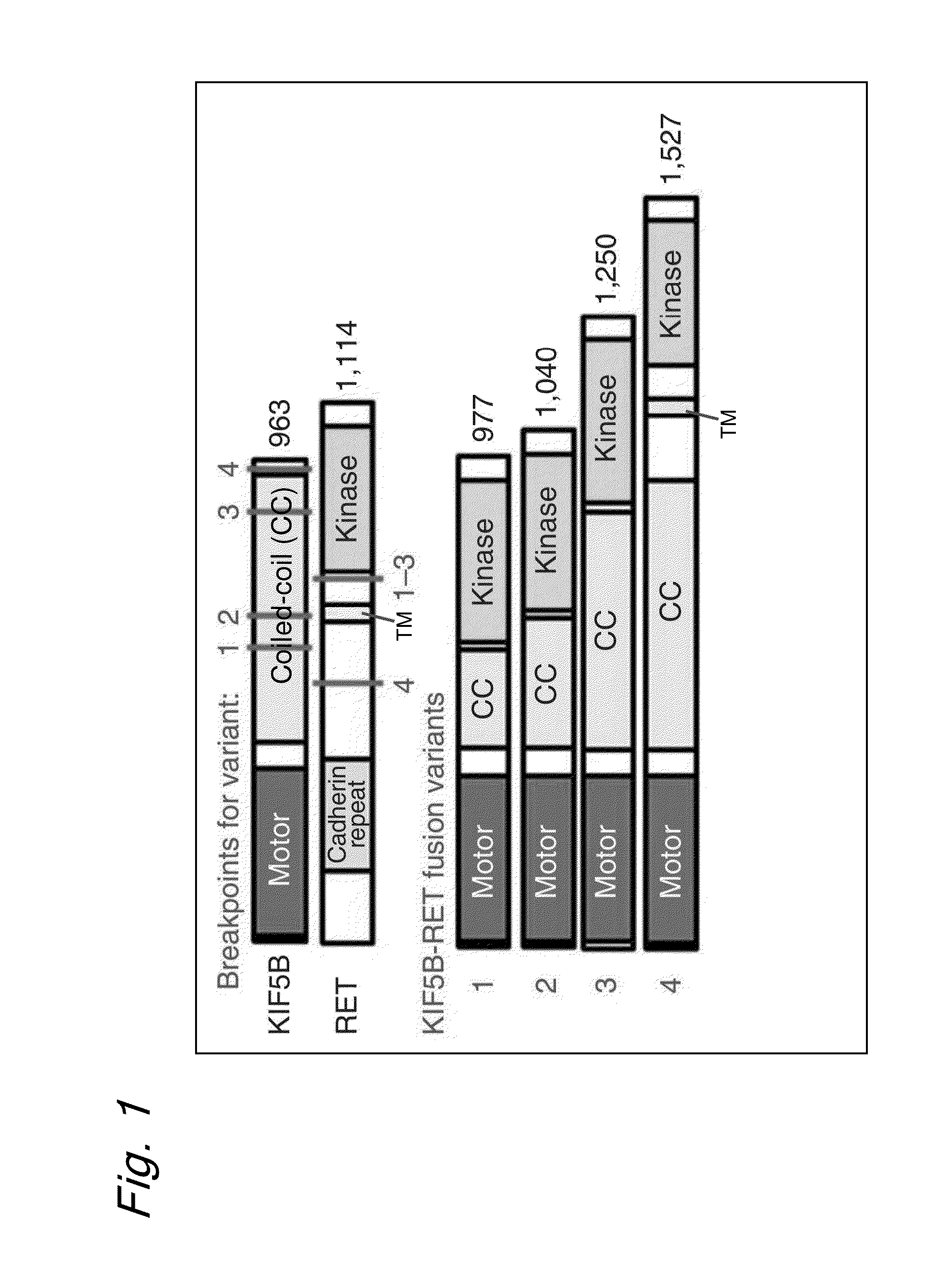 FUSION GENE OF Kif5b GENE AND Ret GENE, AND METHOD FOR DETERMINING EFFECTIVENESS OF CANCER TREATMENT TARGETING FUSION GENE