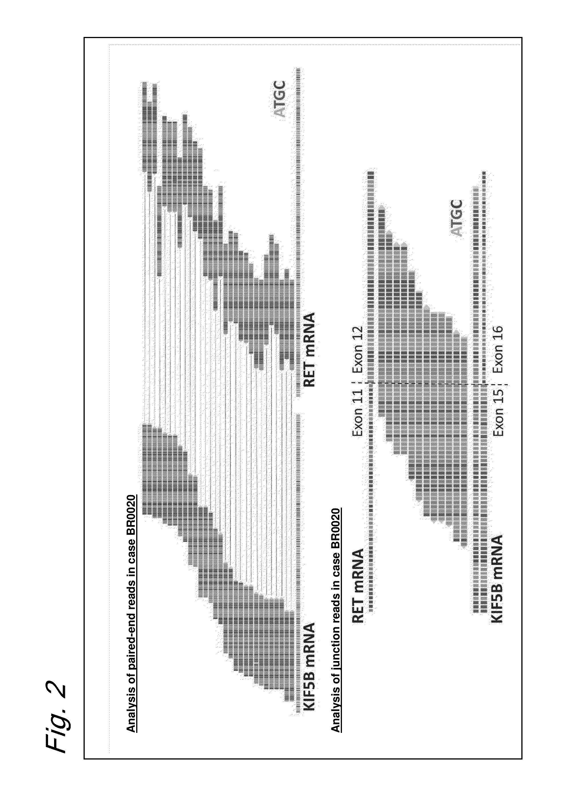 FUSION GENE OF Kif5b GENE AND Ret GENE, AND METHOD FOR DETERMINING EFFECTIVENESS OF CANCER TREATMENT TARGETING FUSION GENE