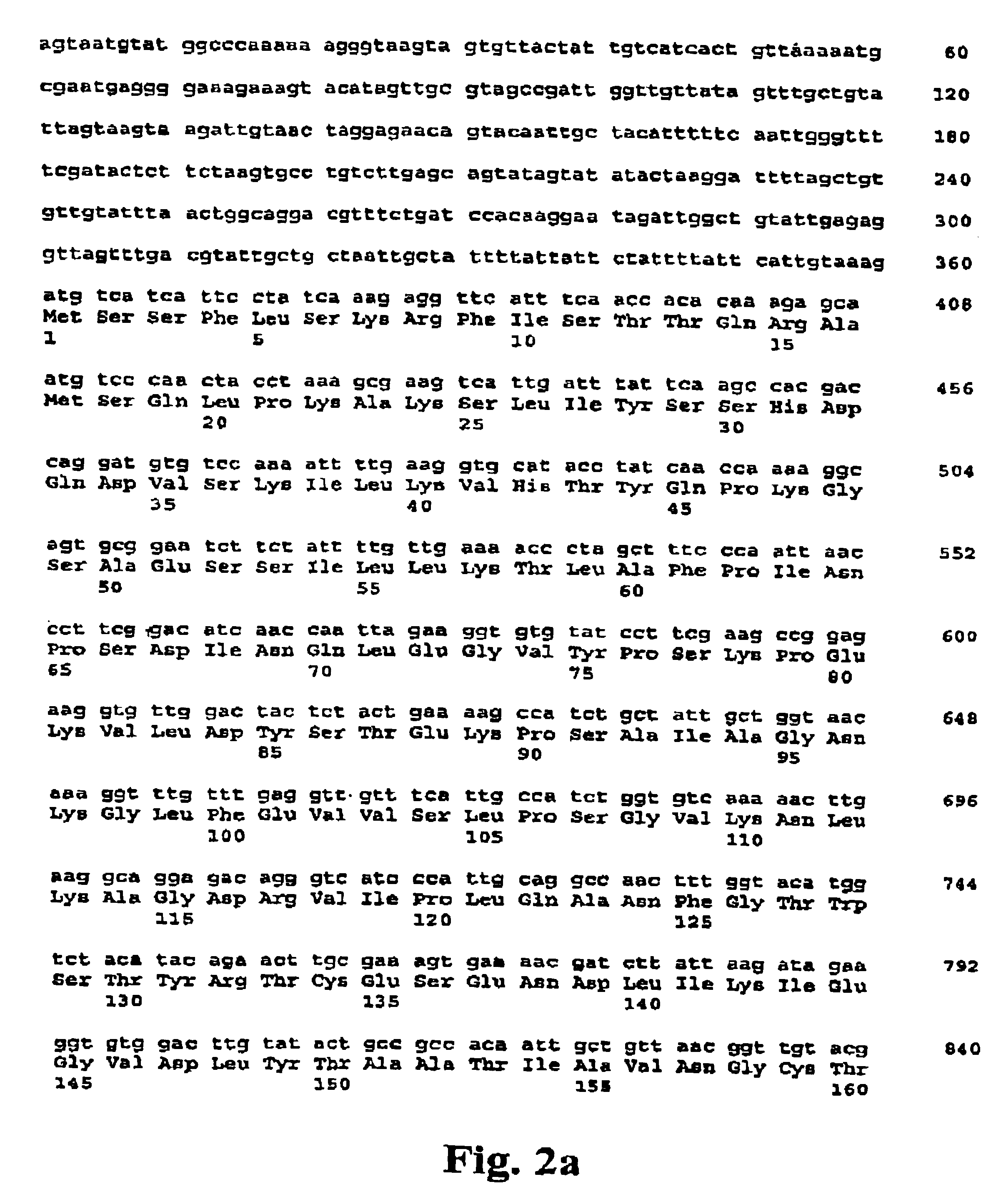 Gene coding for quinone oxidoreductase of kluyveromyces marxianus and protein expressed therefrom