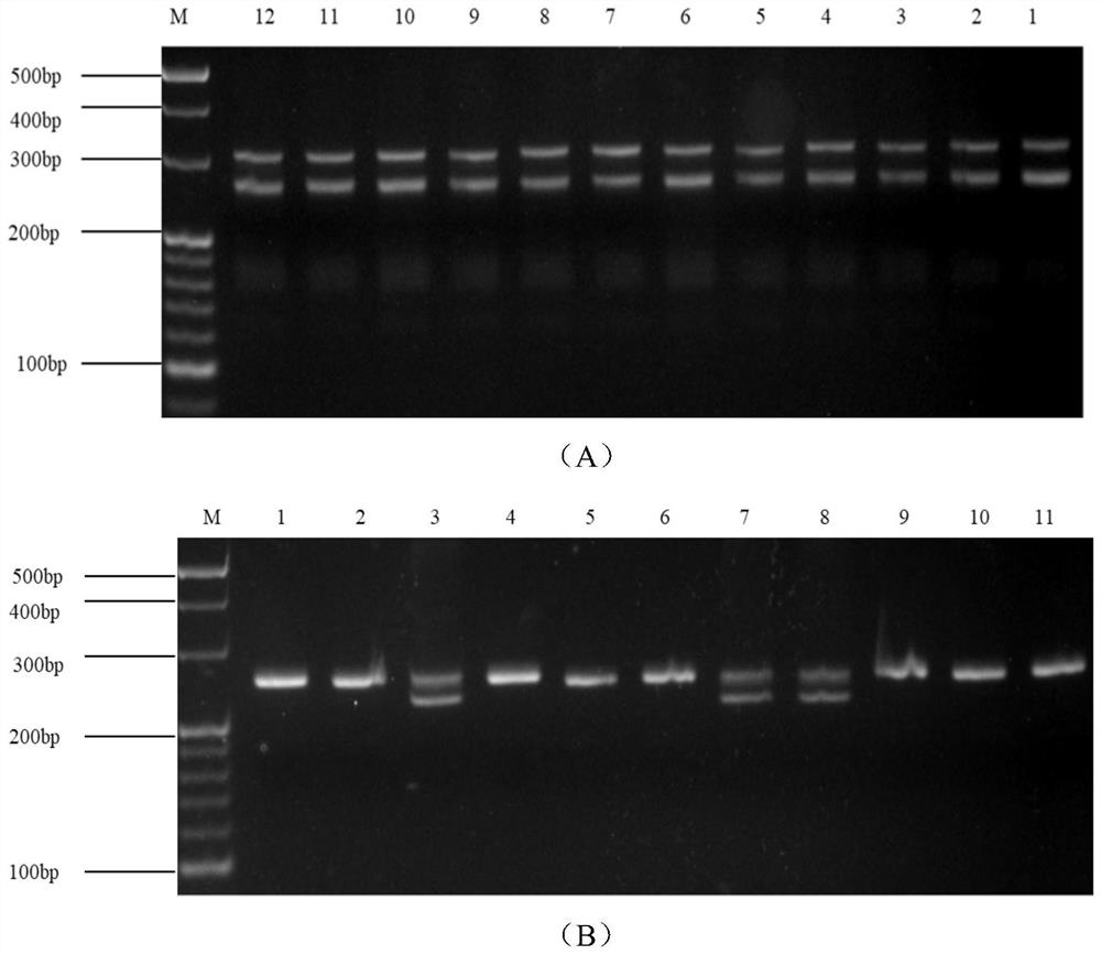 Screening and application of core primers for eggplant ssr molecular markers