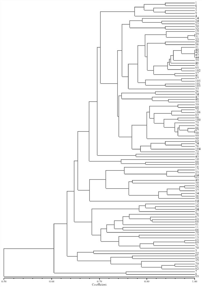 Screening and application of core primers for eggplant ssr molecular markers