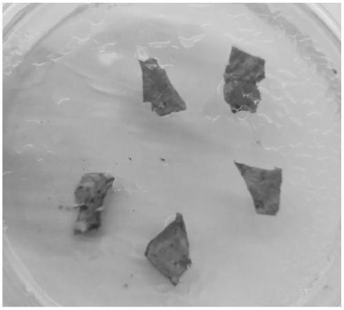 Method for inducing dandelion to produce hairy roots by means of Agrobacterium rhizogenes