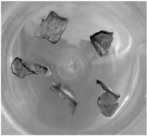 Method for inducing dandelion to produce hairy roots by means of Agrobacterium rhizogenes