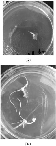 Method for inducing dandelion to produce hairy roots by means of Agrobacterium rhizogenes