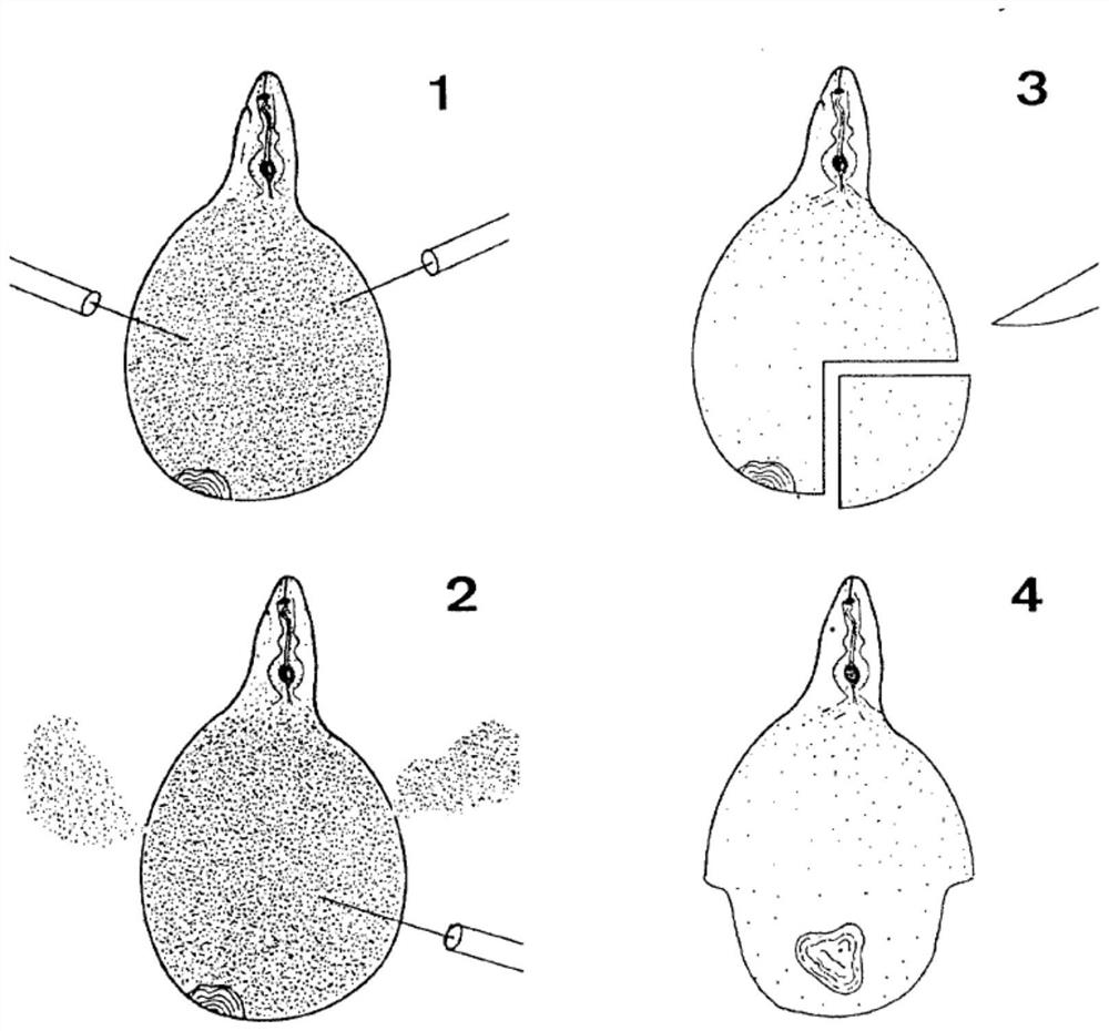 Method for rapid production of root-knot nematode perineal pattern