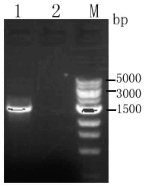 A recombinant Hansenula polymorpha expressing Zika virus structural protein e and its construction method