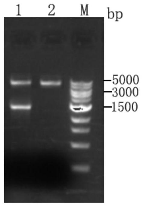 A recombinant Hansenula polymorpha expressing Zika virus structural protein e and its construction method