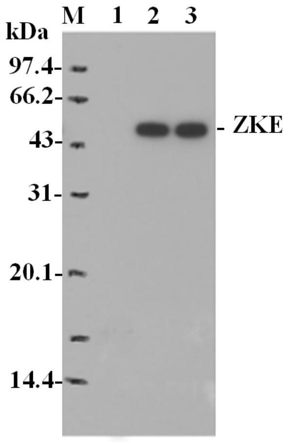 A recombinant Hansenula polymorpha expressing Zika virus structural protein e and its construction method