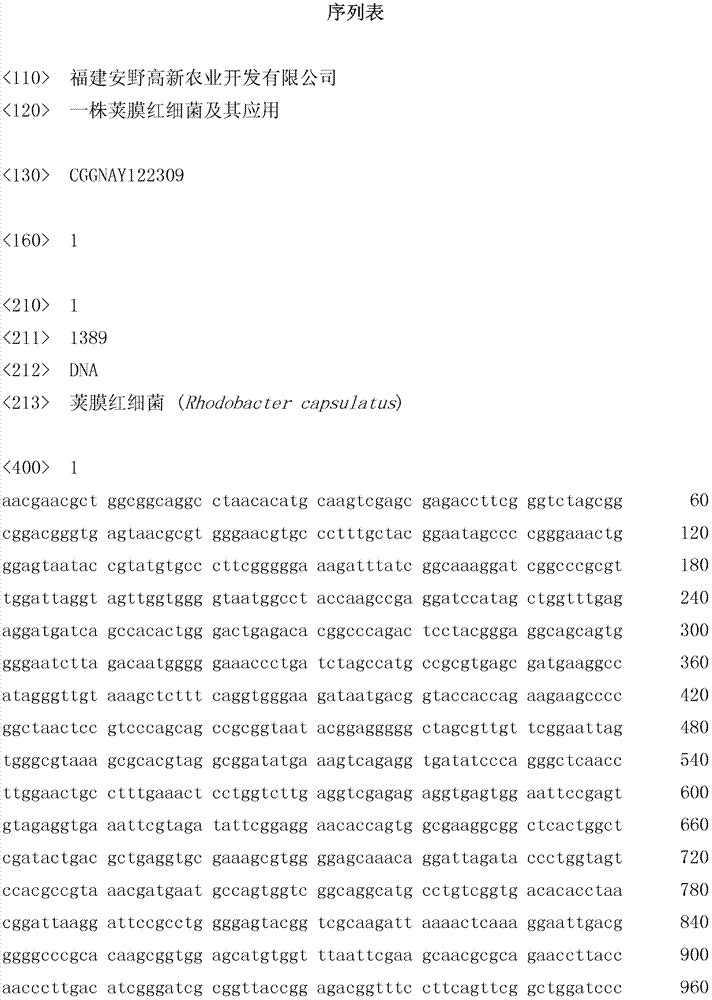 Rhodobacter capsulatus and application thereof