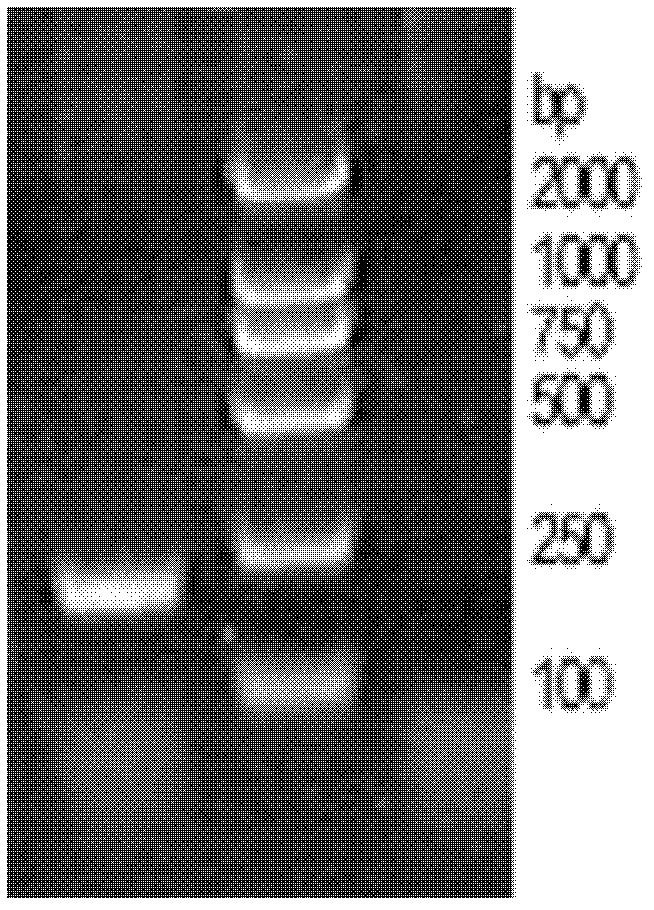 Method for cloning reference gene of kentucky bluegrass aquaporin