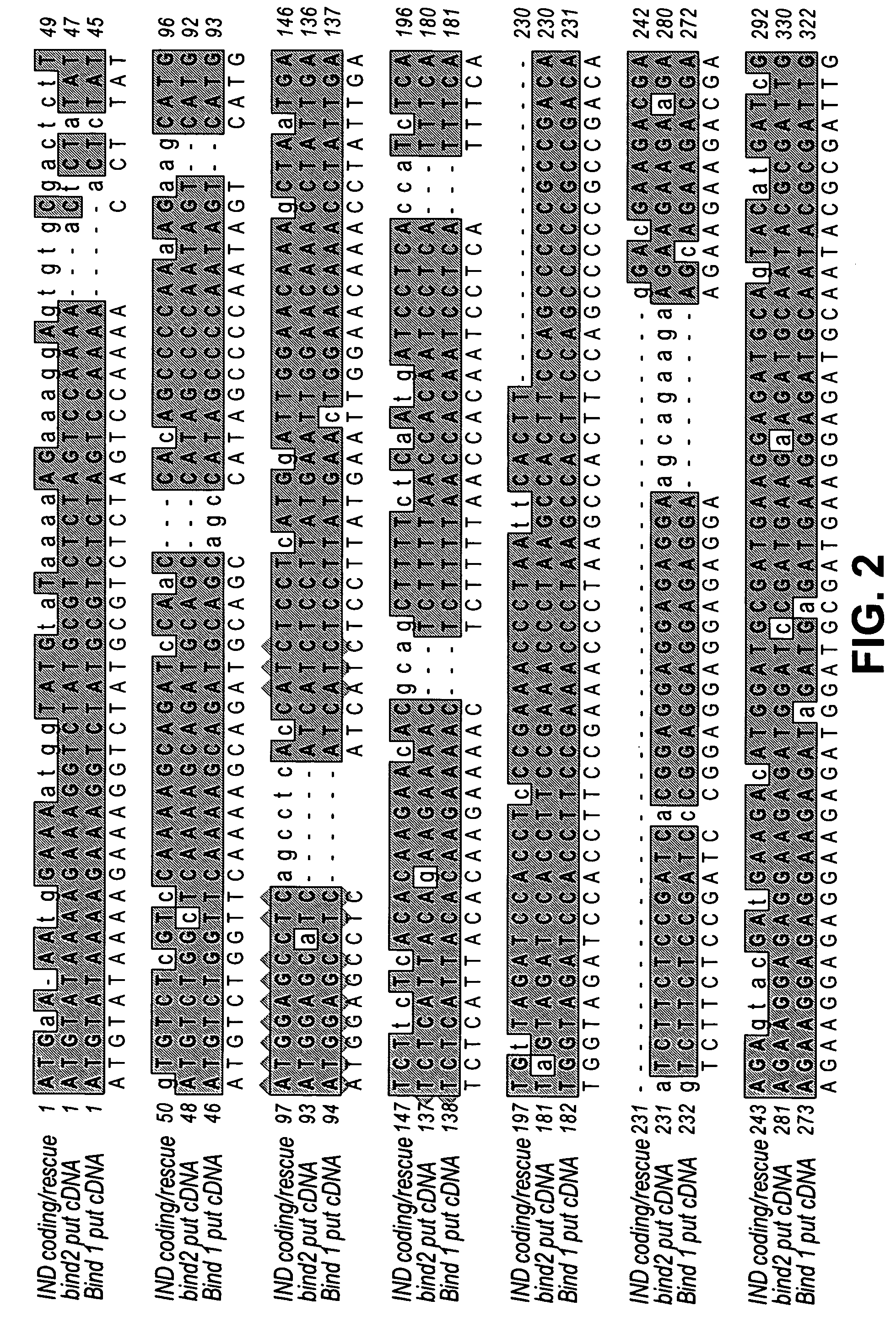 Brassica INDEHISCENT1 sequences