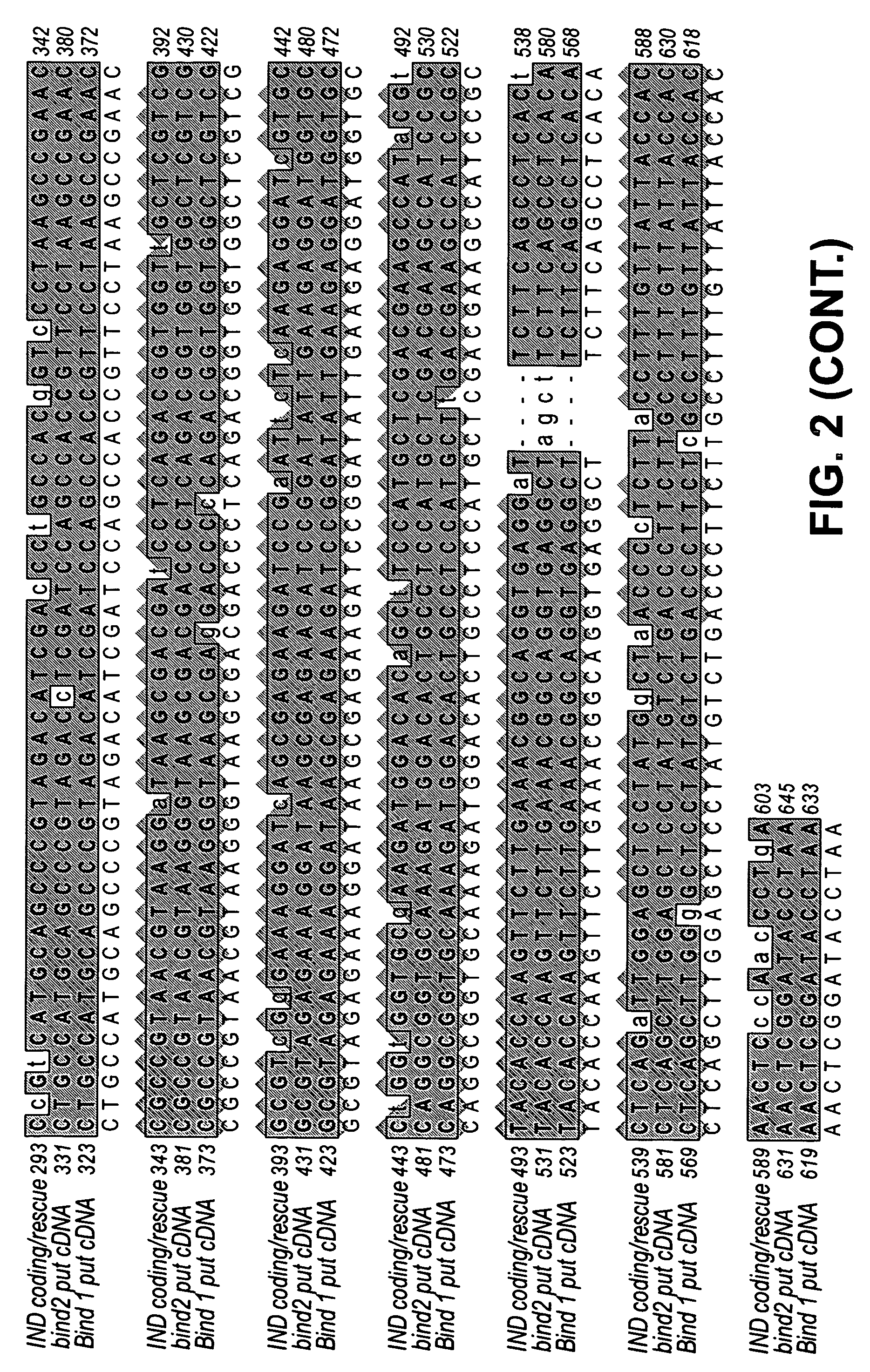 Brassica INDEHISCENT1 sequences