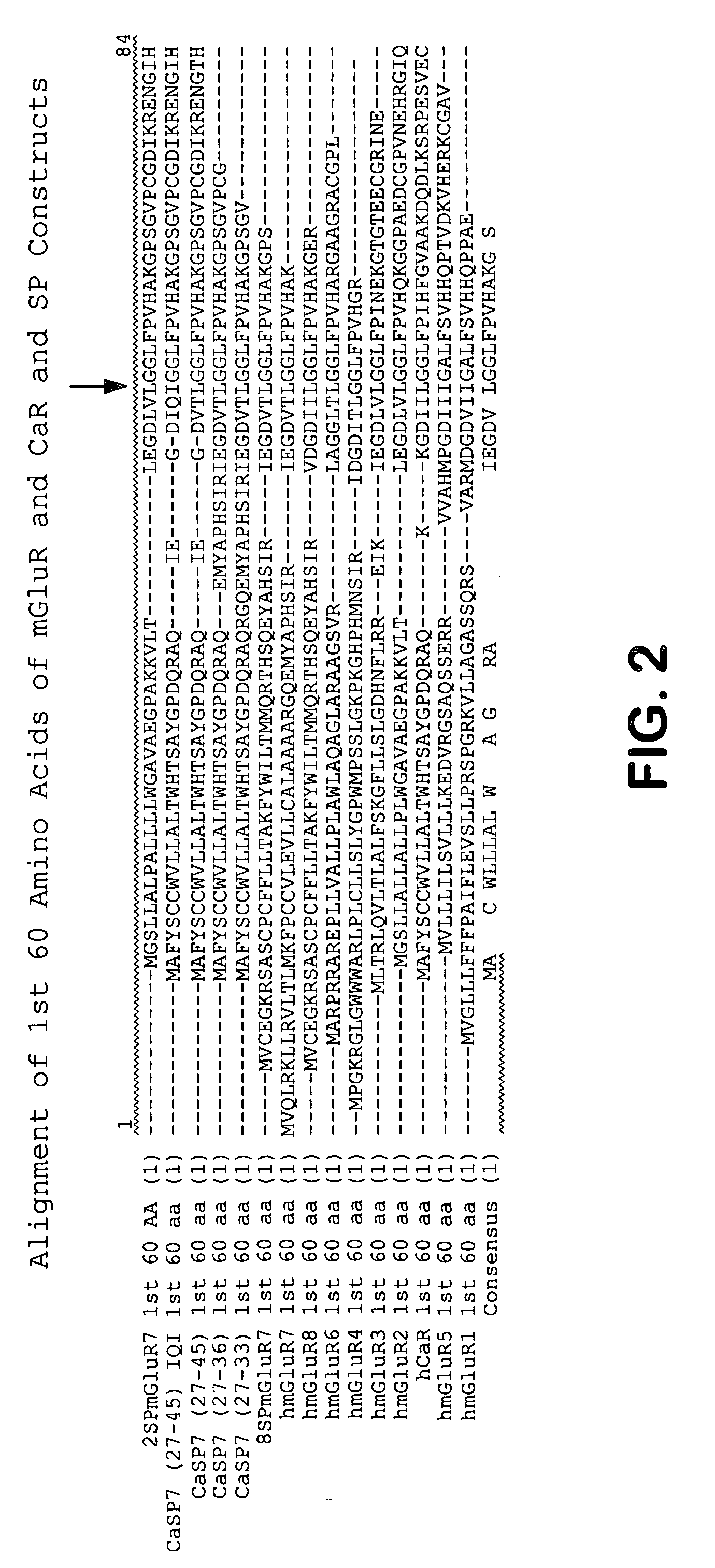 Chimeric metabotropic glutamate receptors and uses thereof