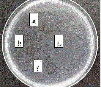 Method for culturing cordyceps militaris mycelium and plasmin