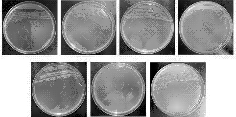 Achromobacter insolitus and application of Achromobacter insolitus in heavy metal ion removing