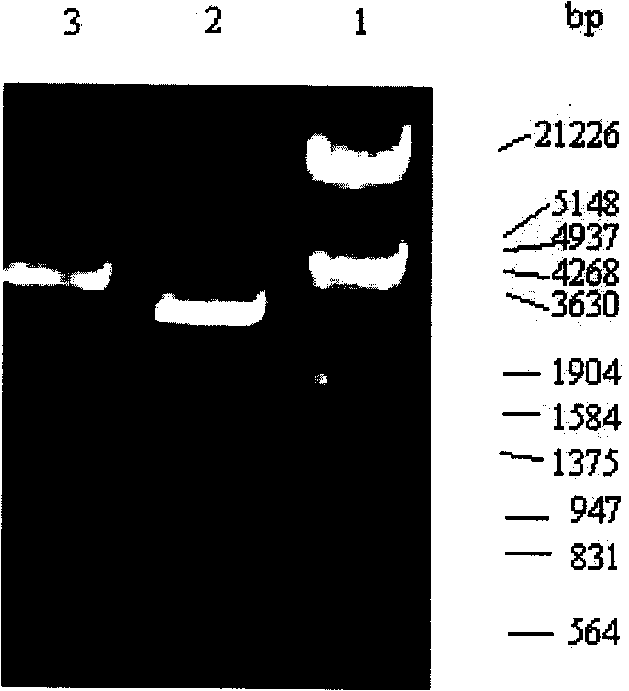 Recombinant Staphylococcus aureus enterotoxin J oral preparation and use