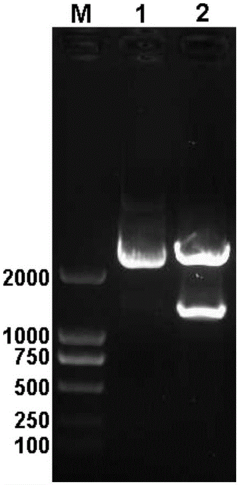 A kind of Escherichia coli using triglyceride as carbon source and its application in the synthesis of bio-based chemicals