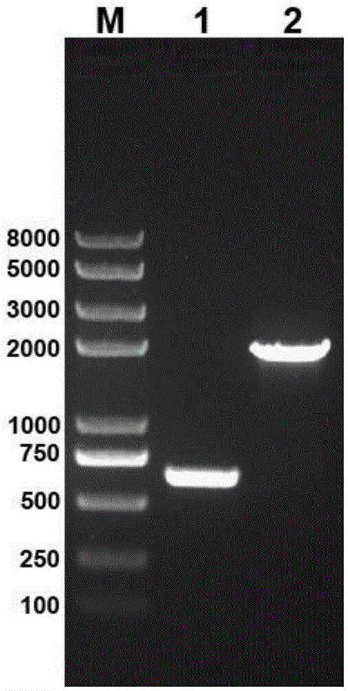 A kind of Escherichia coli using triglyceride as carbon source and its application in the synthesis of bio-based chemicals